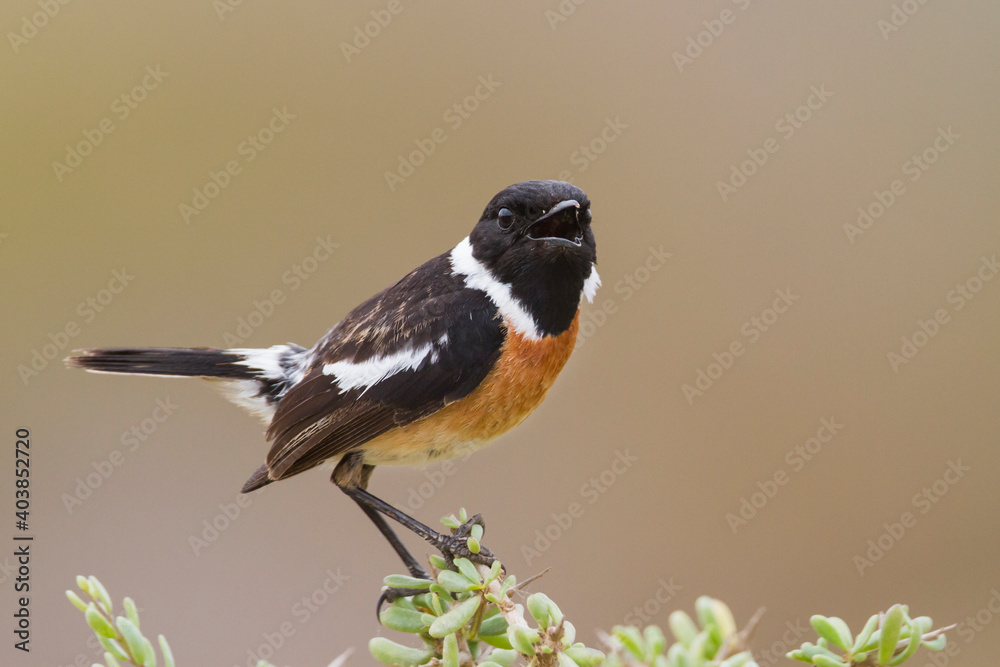 Roodborsttapuit, European Stonechat, Saxicola torqatus rubicola Roodborsttapuit, European Stonechat, Saxicola torqatus rubicola