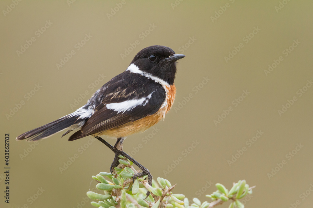 Roodborsttapuit, European Stonechat, Saxicola torqatus rubicola Roodborsttapuit, European Stonechat, Saxicola torqatus rubicola