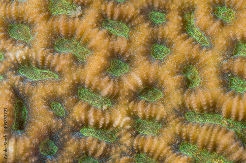  Close up colorful detail of coral polyps