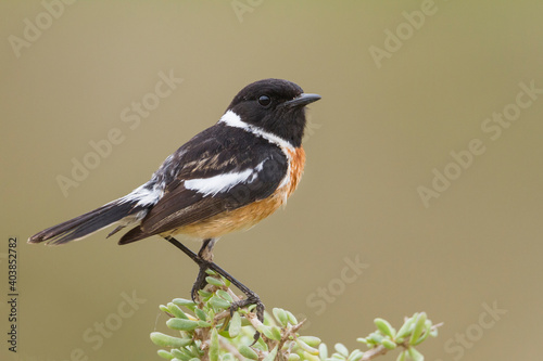 Roodborsttapuit, European Stonechat, Saxicola torqatus rubicola