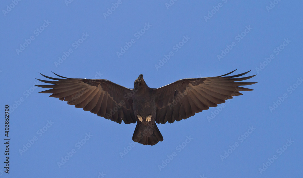 Waaierstaartraaf, Fan-tailed Raven, Corvus rhipidurus Waaierstaartraaf, Fan-tailed Raven, Corvus rhipidurus