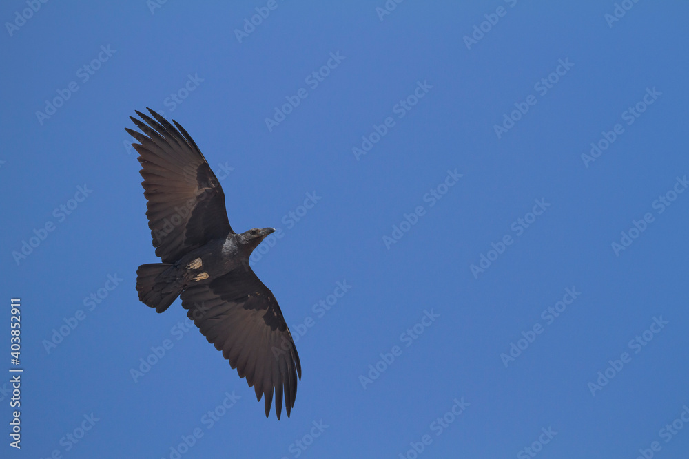 Obraz premium Waaierstaartraaf, Fan-tailed Raven, Corvus rhipidurus