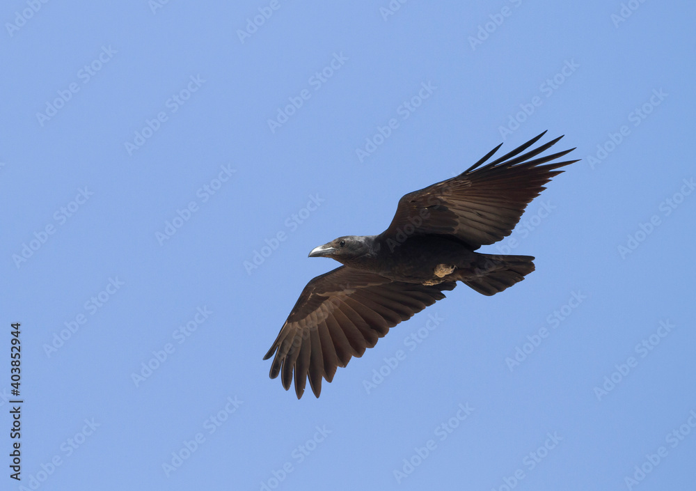Waaierstaartraaf, Fan-tailed Raven, Corvus rhipidurus