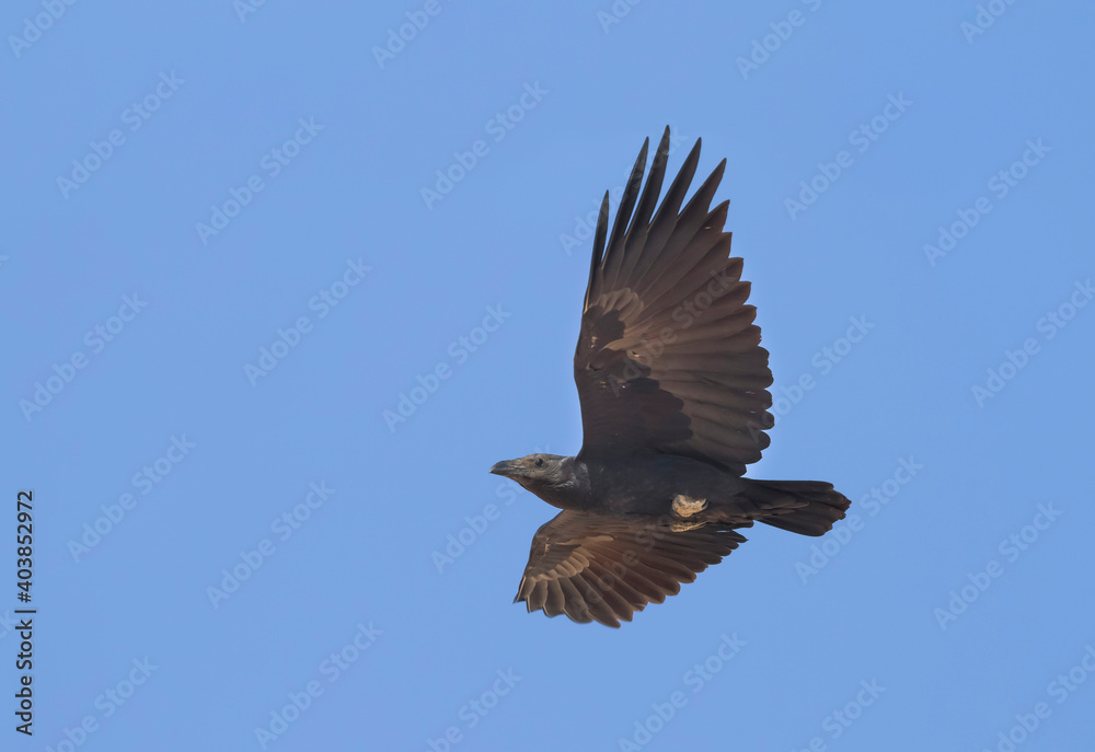 Waaierstaartraaf, Fan-tailed Raven, Corvus rhipidurus Waaierstaartraaf, Fan-tailed Raven, Corvus rhipidurus