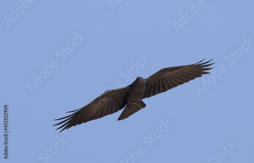 Waaierstaartraaf  Fan-tailed Raven  Corvus rhipidurus