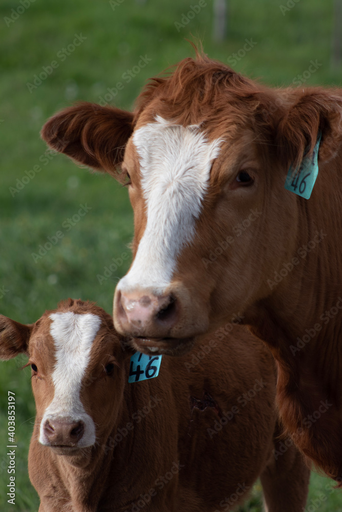 cow and calf cow and calf