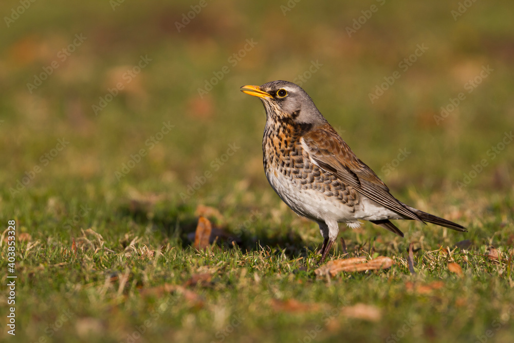 Kramsvogel, Fieldfare, Turdus pilaris Kramsvogel, Fieldfare, Turdus pilaris