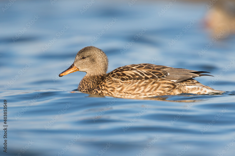 Krakeend, Gadwall, Anas streperea Krakeend, Gadwall, Anas streperea