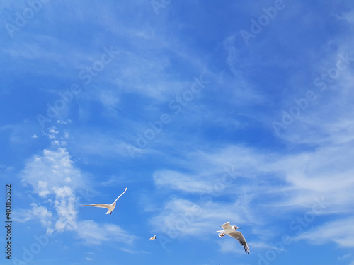 Seagulls fly in blue summer sky, copy space on image