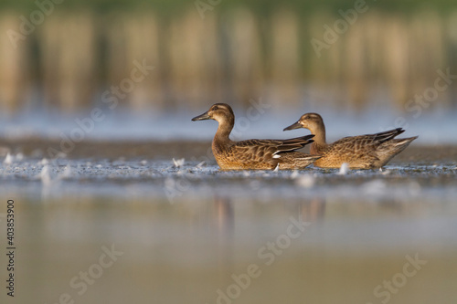 Zomertaling  Garganey  Spatula querquedula