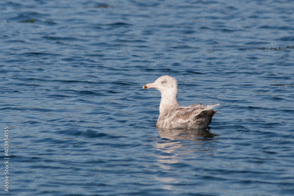 Fototapeta premium Glaucous Gull, Grote Burgemeester, Larus hyperboreus ssp. leuceretes