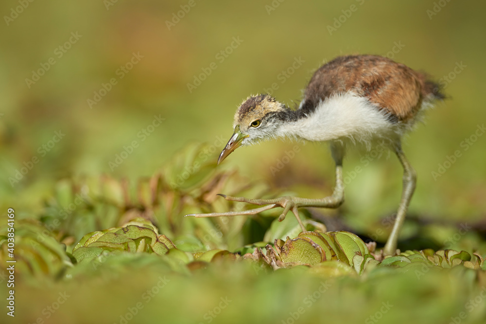 Obraz premium jacana jacana, pichón