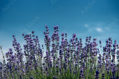 lavender flowers on blue sky, close up with selective focus, text space