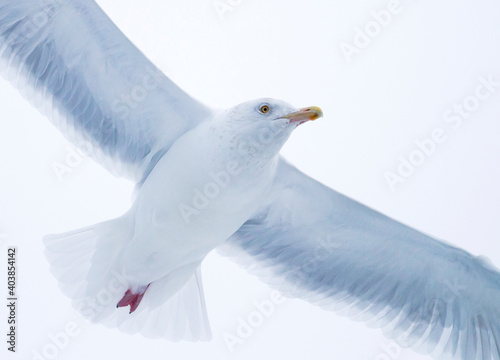 Glaucous Gull, Grote Burgemeester, Larus hyperboreus ssp. hyperboreus photo