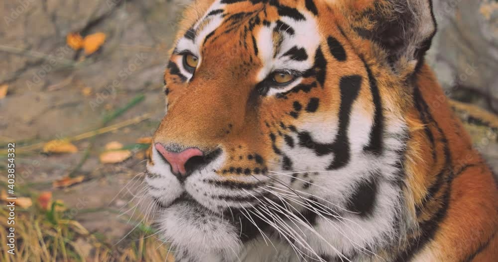 Siberian tiger Close up. The Siberian tiger was also called Amur tiger, Manchurian tiger, Korean tiger,and Ussurian tiger, depending on the region where individuals were observed.