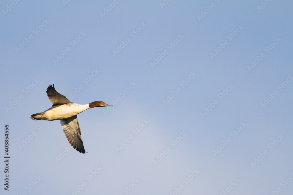 Grote Zaagbek, Goosander, Mergus merganser merganser Grote Zaagbek, Goosander, Mergus merganser merganser