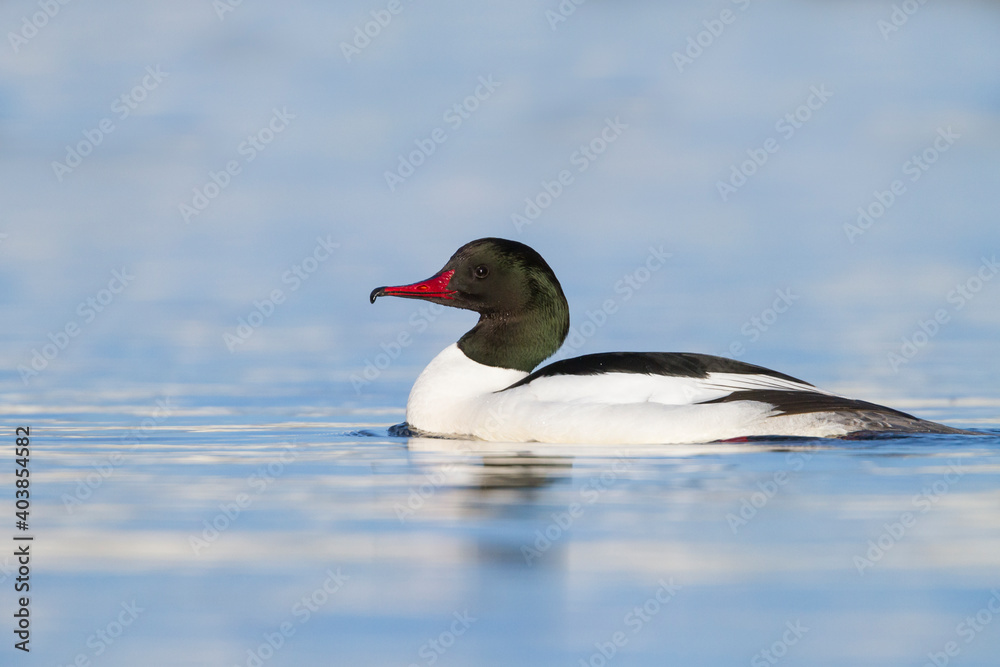 Grote Zaagbek, Goosander, Mergus merganser merganser Grote Zaagbek, Goosander, Mergus merganser merganser
