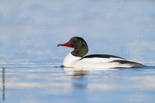 Grote Zaagbek, Goosander, Mergus merganser merganser