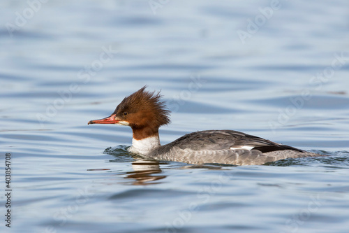 Goosander, Grote Zaagbek, Mergus merganser ssp. merganser photo