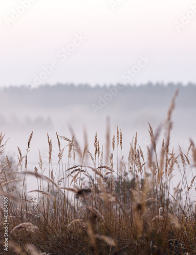 Spikelets at dawn in the fog.