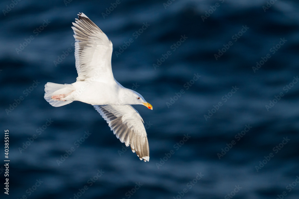 Great Black-backed Gull, Grote Mantelmeeuw, Larus marinus Great Black-backed Gull, Grote Mantelmeeuw, Larus marinus