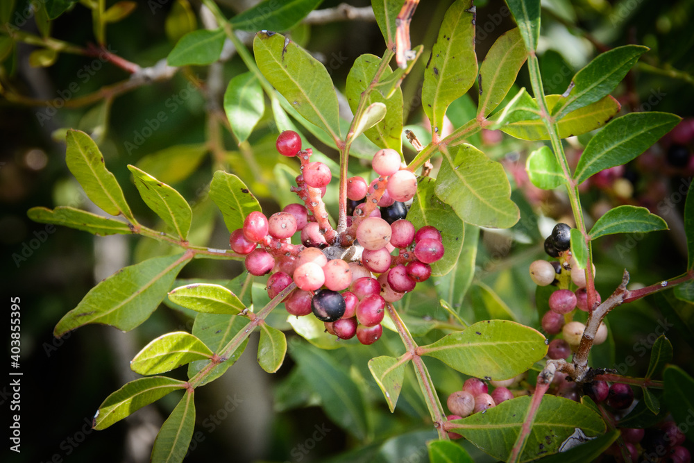 Obraz premium Flora Mediterránea. Massís del Garraf. Barcelona 