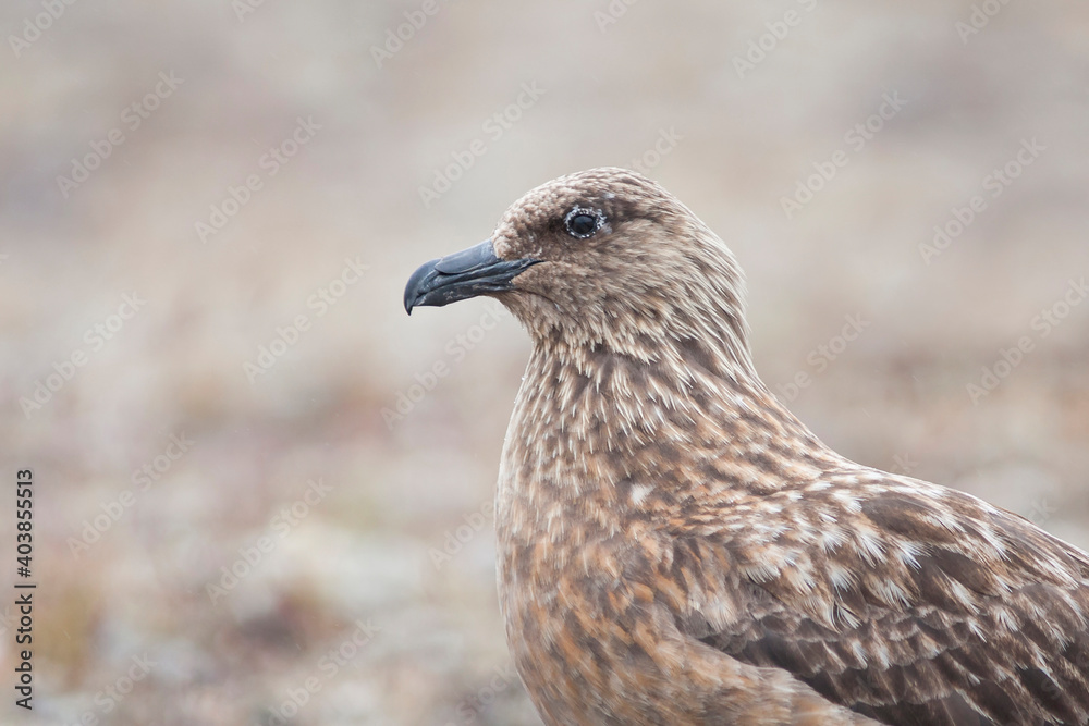 Grote Jager, Great Skua, Catharacta skua Grote Jager, Great Skua, Catharacta skua