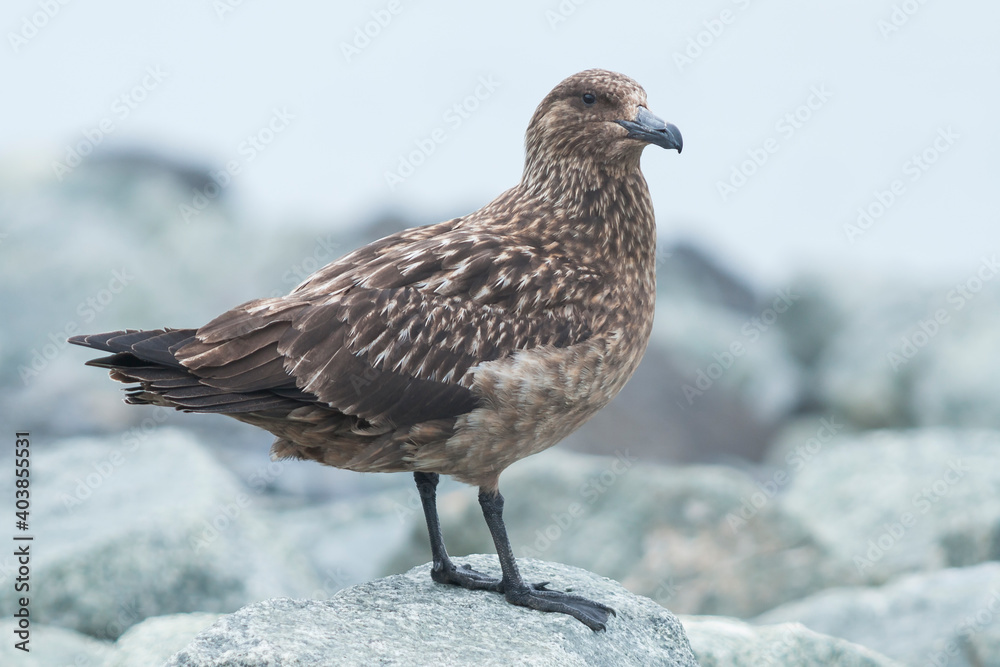 Grote Jager, Great Skua, Catharacta skua Grote Jager, Great Skua, Catharacta skua