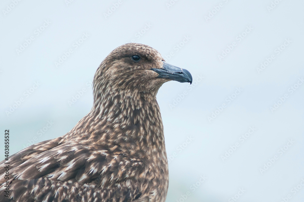 Grote Jager, Great Skua, Catharacta skua Grote Jager, Great Skua, Catharacta skua