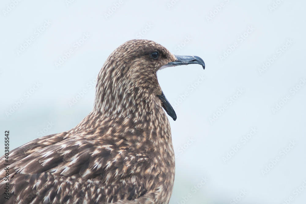 Grote Jager, Great Skua, Catharacta skua Grote Jager, Great Skua, Catharacta skua