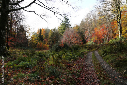 The Hermitage site on the banks of the River Braan in Craigvinean Forest, Scotland photo