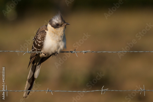 Kuifkoekoek, Great Spotted Cuckoo, Clamator glandarius © AGAMI