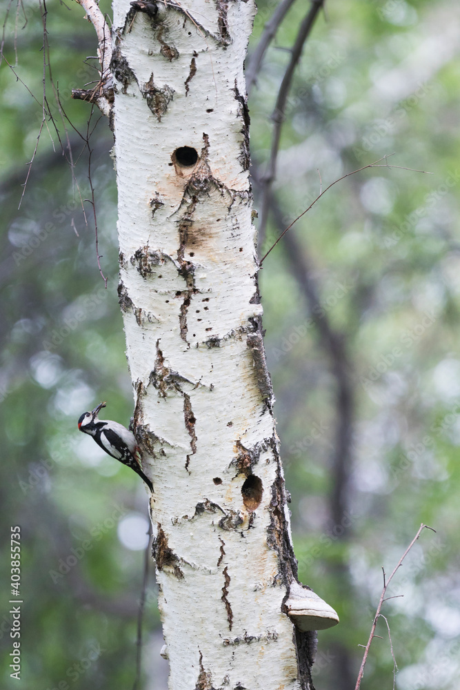 Grote Bonte Specht, Great Spotted Woodpecker, Dendrocopos major