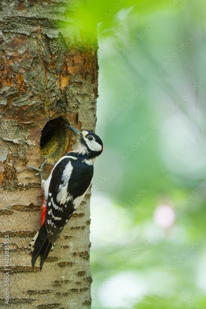 Grote Bonte Specht, Great Spotted Woodpecker, Dendrocopos major