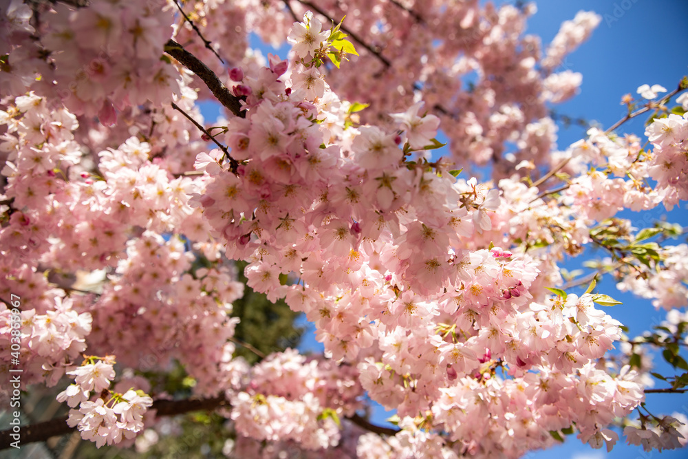 Fototapeta premium Blooming sakura tree against the blue sky