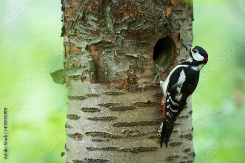 Grote Bonte Specht, Great Spotted Woodpecker, Dendrocopos major photo