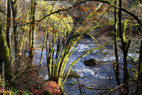 The Hermitage site on the banks of the River Braan in Craigvinean Forest  Scotland