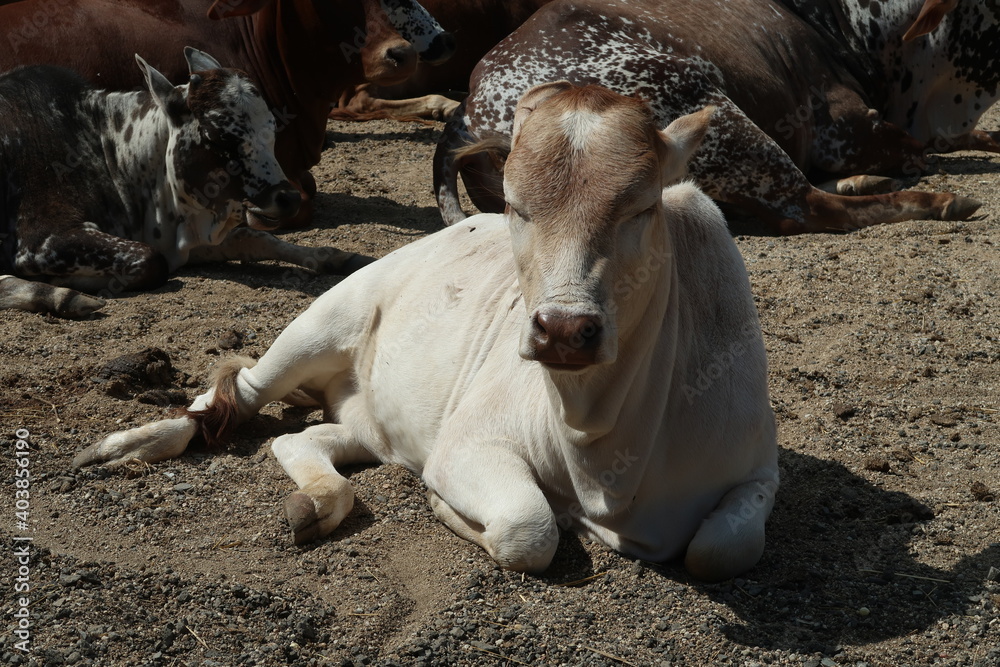 Beautiful Pygmy Zebu Cow Close Up Stock Photo Beautiful Pygmy Zebu Cow Close Up Stock Photo