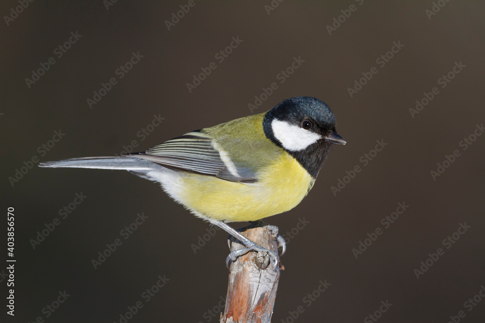 Fototapeta premium Koolmees, Great Tit, Parus major major