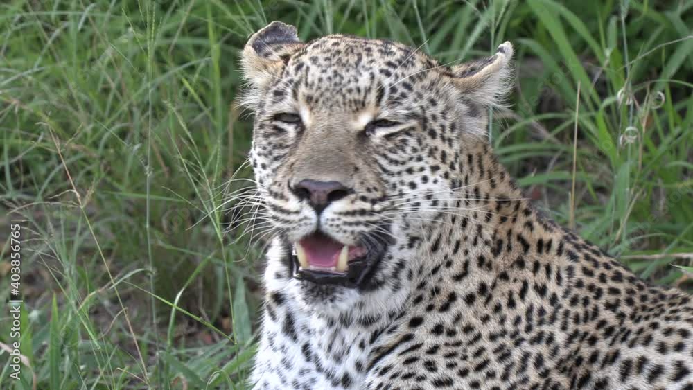 Close-up of exhausted leopard panting as wind blows through grass Close-up of exhausted leopard panting as wind blows through grass