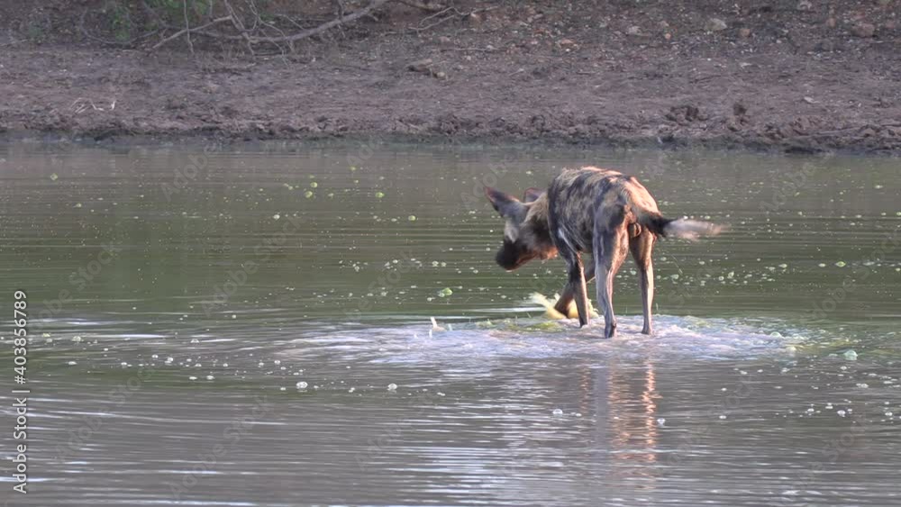 African wild dog moves around in shallow water, searches for something African wild dog moves around in shallow water, searches for something