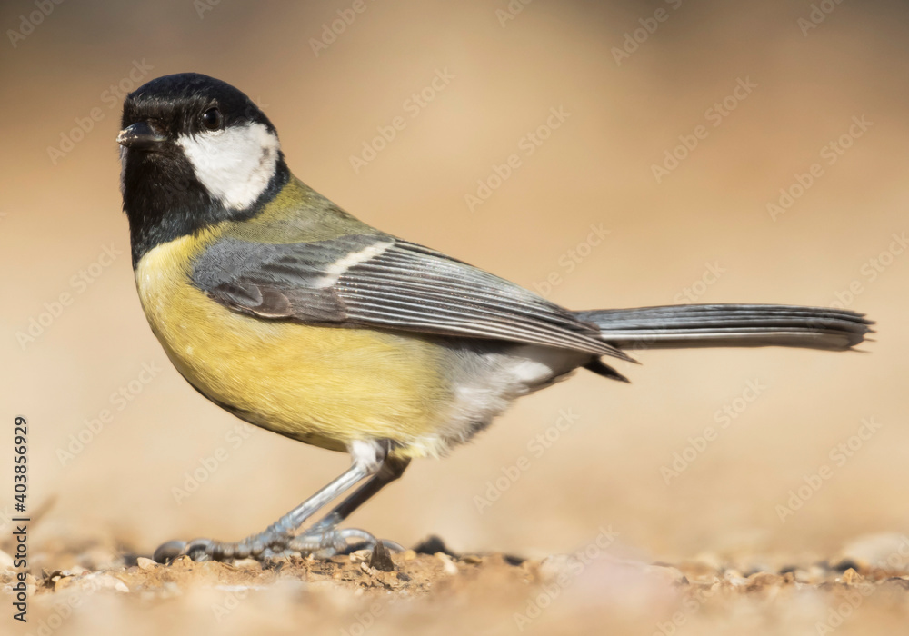 Obraz premium Great Tit, Koolmees, Parus major ssp. major
