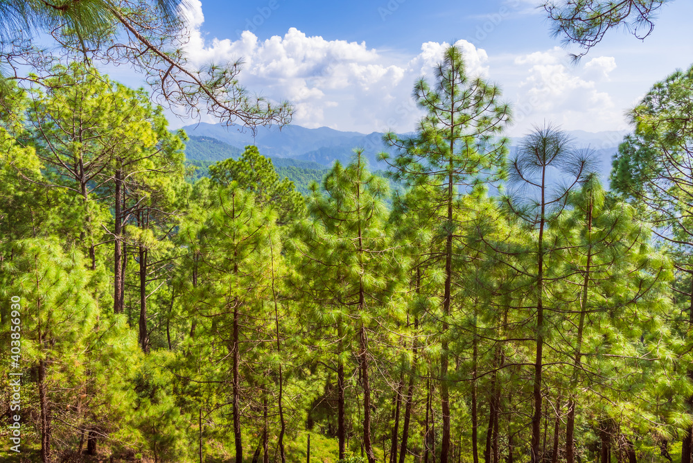 Pine tree forest on mountain slopes of Himalayas mountains of Binsar wildlife sanctuary at Almora, Uttarakhand, India. Sustainable industry, ecosystem and healthy environment concepts and background. Pine tree forest on mountain slopes of Himalayas mountains of Binsar wildlife sanctuary at Almora, Uttarakhand, India. Sustainable industry, ecosystem and healthy environment concepts and background.