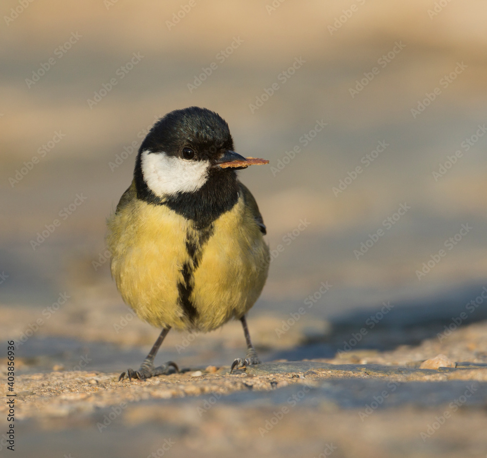 Naklejka premium Great Tit, Koolmees, Parus major ssp. major