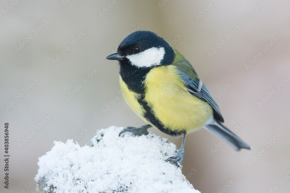 Obraz premium Koolmees, Great Tit, Parus major