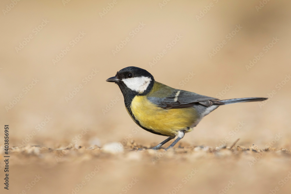 Great Tit, Koolmees, Parus major ssp. major