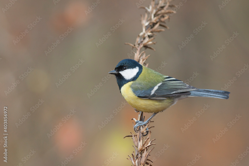 Koolmees, Great Tit, Parus major