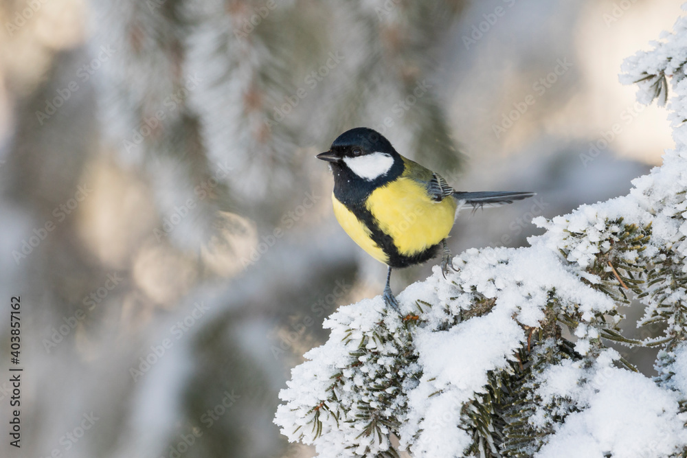 Naklejka premium Koolmees, Great Tit, Parus major