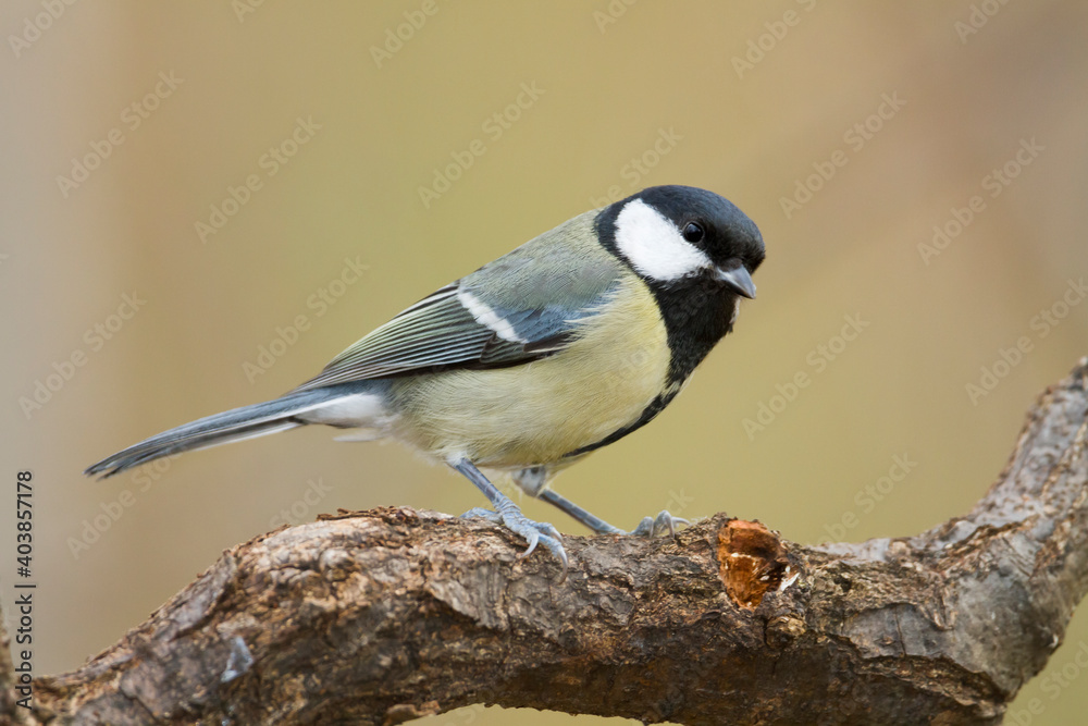 Obraz premium Koolmees, Great Tit, Parus major