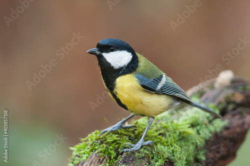 Koolmees, Great Tit, Parus major